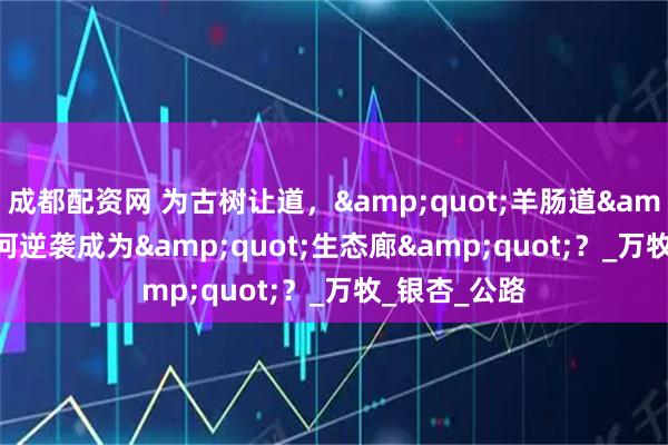 成都配资网 为古树让道，&quot;羊肠道&quot;如何逆袭成为&quot;生态廊&quot;？_万牧_银杏_公路